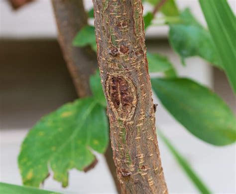 Bacterial Canker Signs Treatment And Control Methods