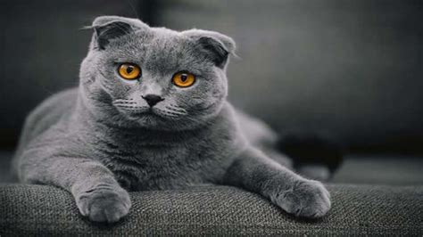 Scottish Fold Irkı Kedi