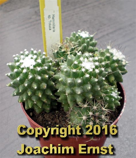 Mammillaria polythele is a cactus in the genus mammillaria, native to mexico. Mein kleiner grüner Kaktus - Mammillaria toluca