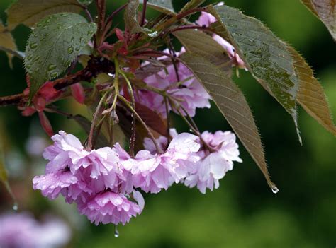 Photoreflect Cherry Blossom Rain