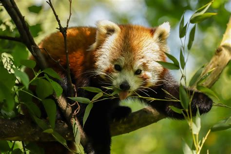 Red Pandas 5 Fabulous Facts That Will Leave You Smitten Newquay Zoo