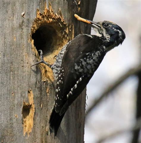 10 Woodpecker Species Birders Should Know Birds And Blooms
