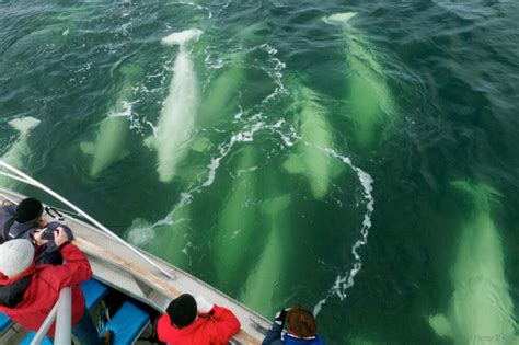 Belugas Iconic White Whales Of The Arctic Adventure Canada