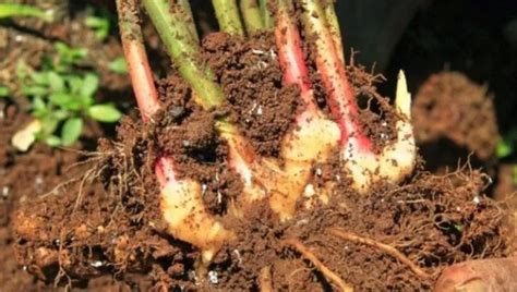 Cara Menanam Budidaya Jahe Merah Di Lahan Terbuka atau Kebun Bagi Pemula - FaunaDanFlora.Com