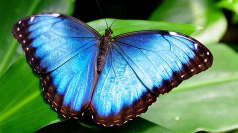 Kézako Le Papillon Morpho Et Son Incroyable Couleur Bleue