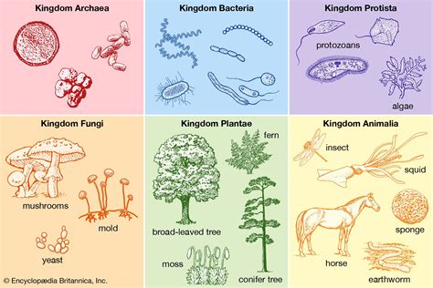 Plant Classification Hierarchy Ideas Of Europedias
