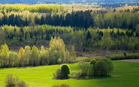 1920x1080px 1080p Free Download Latvian Landscape Latvia Forest