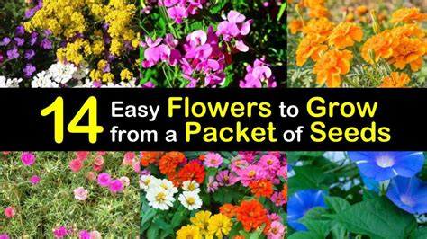 14 Easy Flowers To Grow From A Packet Of Seeds