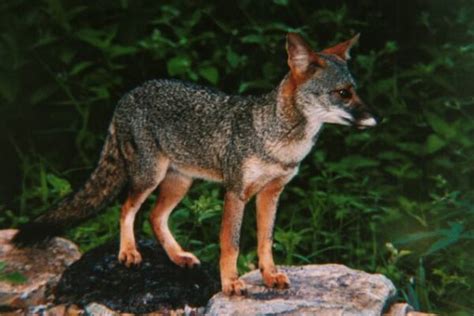 Sechuran Fox Alchetron The Free Social Encyclopedia