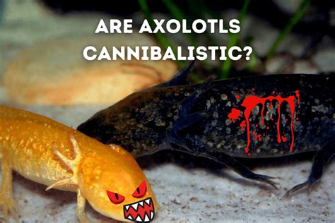 Are Axolotls Cannibalistic SCARY TRUTH Pets From Afar