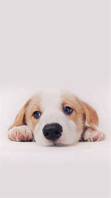 Cute Puppies Phone Wallpapers Wallpaper Cave