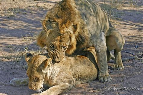 Mating Lions By Jozi1 Redbubble