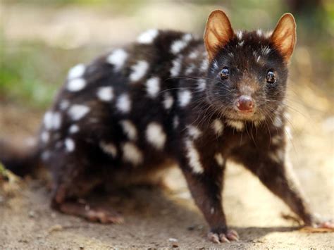 Australias Most Endangered Mammals — And How To Save Them Gold Coast