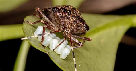 The Ultimate Guide To Getting Rid Of Stink Bugs Anchor Pest Control