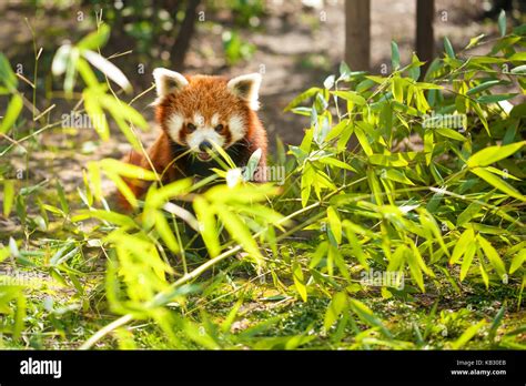 Young Red Panda Eating Bamboo Leaves Stock Photo Alamy