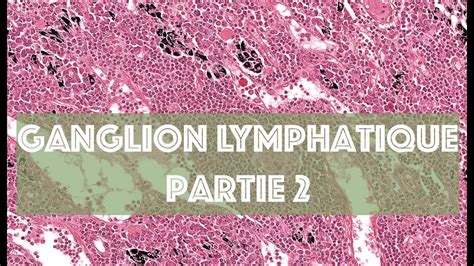 Le Ganglion Lymphatique Partie 2 Histologie Youtube