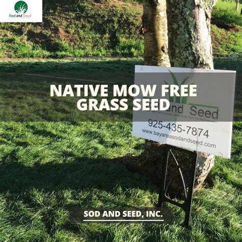 Native Mow Free Grass Seed Sod And Seed