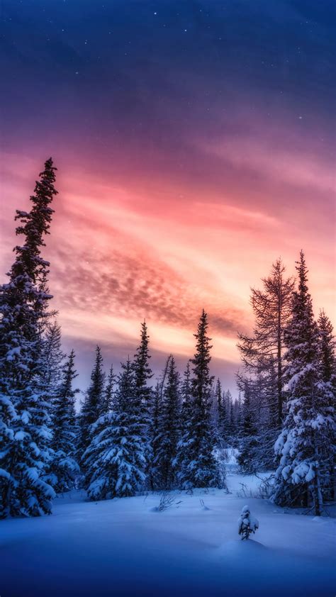 Free Download Snowy Forest Sunset Scenery 4k Wallpaper Iphone Hd