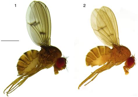 Scielo Brasil A Spontaneous Body Color Mutation In Drosophila