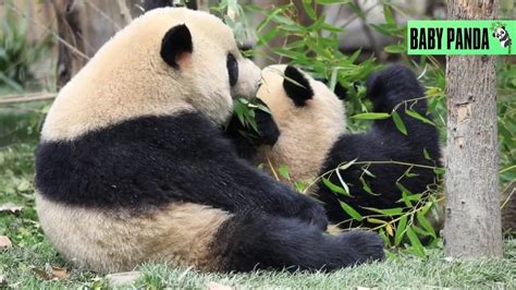 Baby Panda Cute Pandas Funny Pandas Best Compilation30 Youtube
