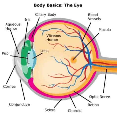 Parts Of The Human Eye And Their Functions