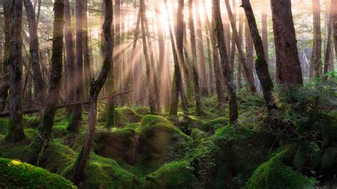 4k Forest Wallpapers High Quality Download Free