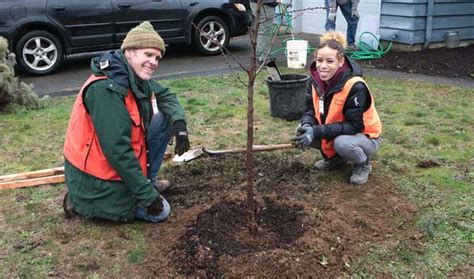 Planting Season Begins For ‘friends Of Trees East Pdx News