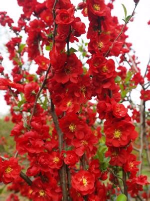These plants are known for their notorious long sharp spines, but this variety doesn't have those, so you can safely. Double Take™ Flowering Quince | NC State Extension