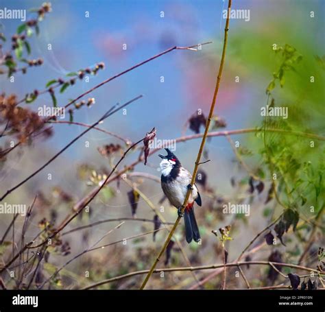 Capture the essence of Kerala's birdlife, the rich biodiversity and awe