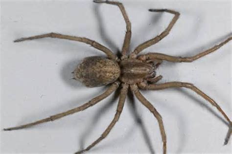 Most Venomous Spiders And Insects In North America Most Poisonous