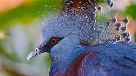 Papua New Guinea S Incredible Birdlife In 10 Photos