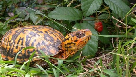 Box turtles are a very common breed of a pet turtle. Baby Box Turtle Pet Care | Habitat, Lifespan and Food