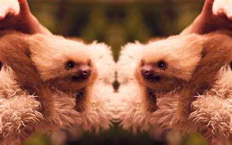 Funny Sloth Wallpapers Wallpapersafari