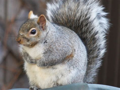 squirrels in ottawa are getting fat due to warm weather aww