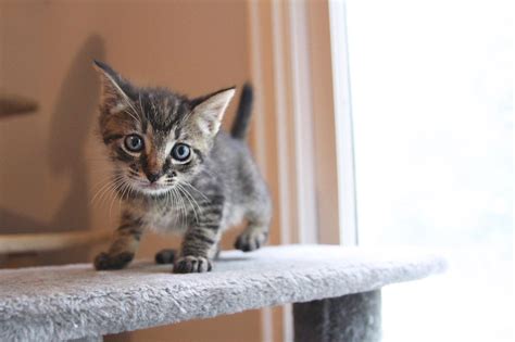 Kittens Atlanta Humane Society