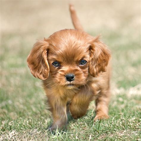 Get a boxer, husky, german shepherd, pug, and more on kijiji, canada's #1 local classifieds. Cavalier King Charles Spaniel Puppies For Sale In Florida