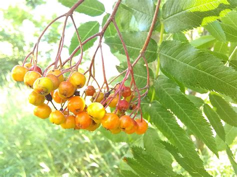 9 More Edible Alaskan Berries Alaska Herbal Solutions