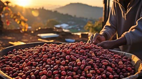 Premium Ai Image Dry Coffee Produced By Ethiopian Farmers Arabica