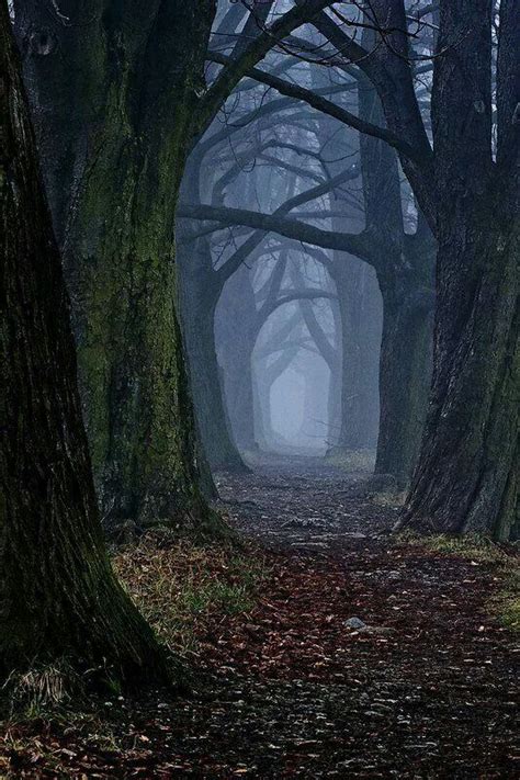 Hidden Paths Forest Path Nature Photography Mystical Forest