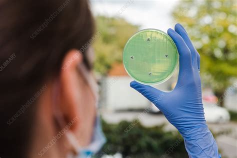 Antimicrobial Sensitivity Testing Stock Image C0509309 Science