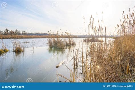 Reed Along The Shore Of A Pond In A Natural Park In Sunlight In Winter