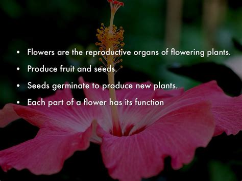 Name the various parts of the following. The Sexual Reproductive System Of Flowering Plants by