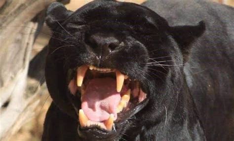 Black Cat Magic Cats Vs Panthers Black Cat Adoption Cats Cute