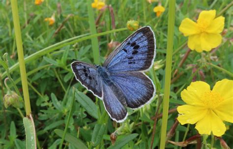 Large Blue Butterflies Breeding At The Highest Levels For 150 Years