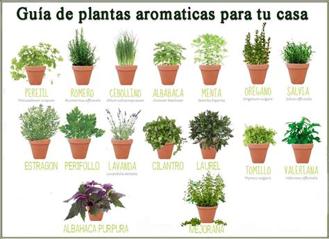 Guía De Plantas Aromaticas Barcelona Alternativa