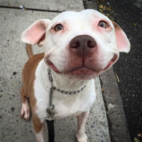 Meet The Happiest Pit Bull Alive With The Most Genuine Smile