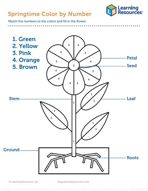 Flower Activity Sheets