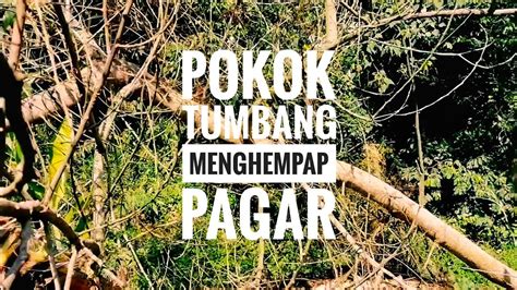 Видео respon pokok tumbang tutup jalan канала apm channel. Membersihkan pokok tumbang yang menghempap pagar belakang ...