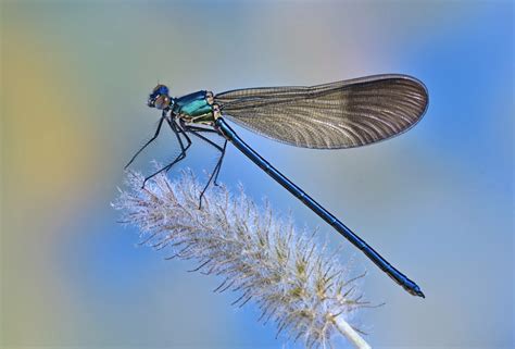 Dragonfly Shows Human Like Power Of Concentration Live Science