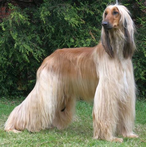 Afghan Hound Breed Info And Care